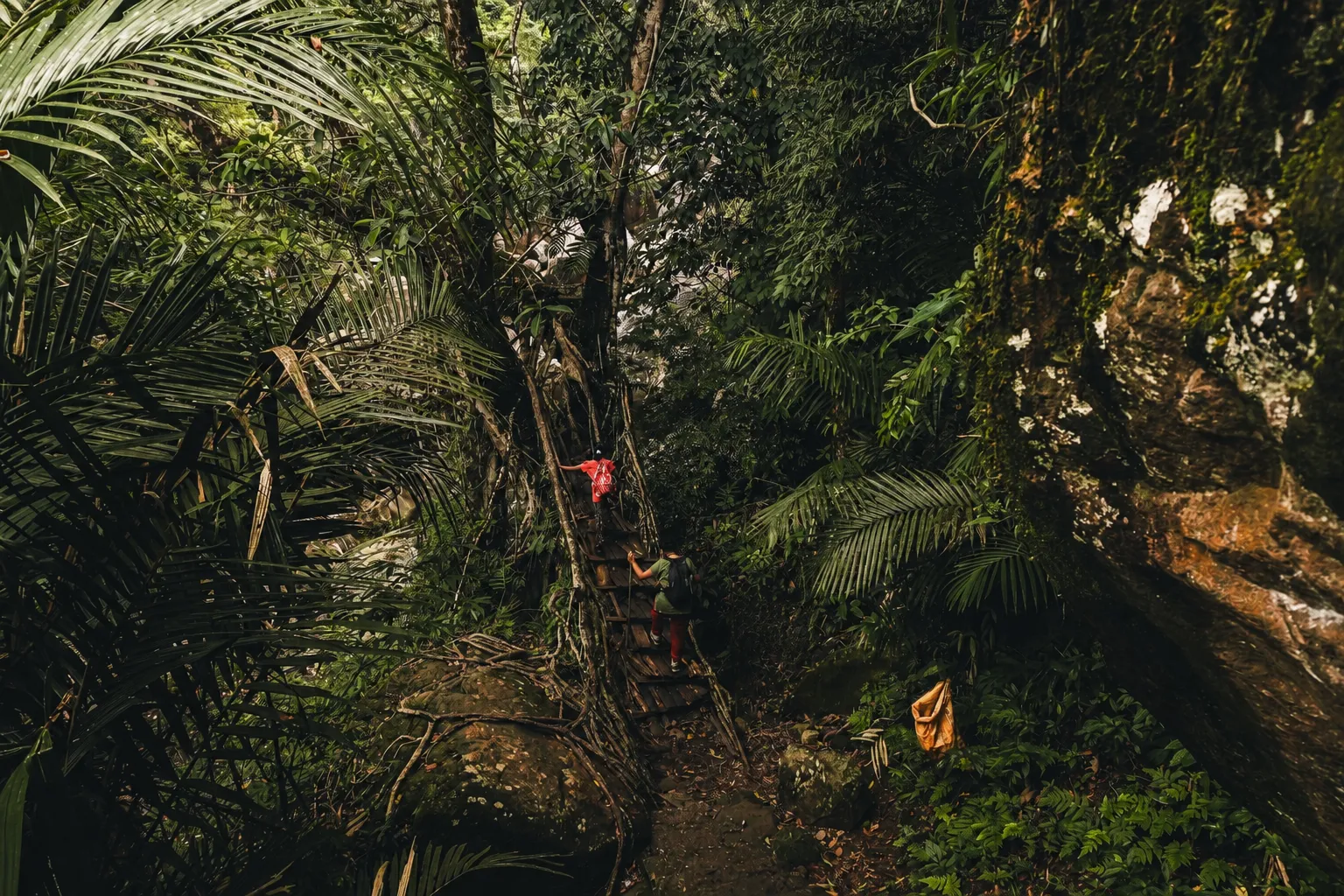 Epic Living Root Bridges